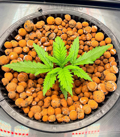 Семена сорта Auto Fire DOG fem (Advanced Seeds)