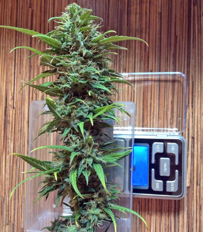 Семена сорта B. Lee Auto (Kickass Auto) fem