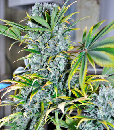 Семена сорта Damnesia fem (Strain Hunters)