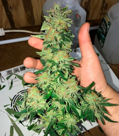 Семена сорта Kripple Roulette fem (Dr. Krippling Seeds)