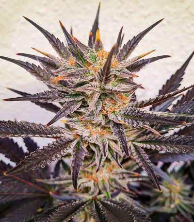 Семена сорта OG Kush S.F.V. fem (Advanced Seeds)