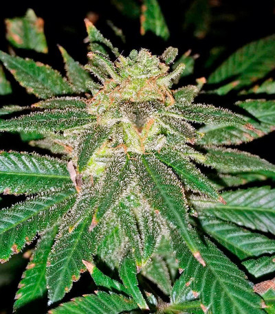 Семена сорта Pakistan Valley fem (World of Seeds)