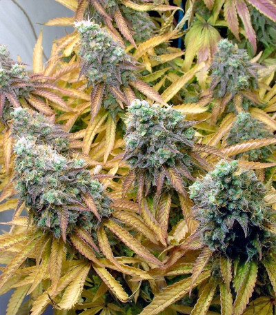 Семена сорта Tutankhamon fem (Pyramid Seeds)