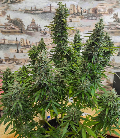 Семена сорта Crime Caramel Auto fem (Семяныч)