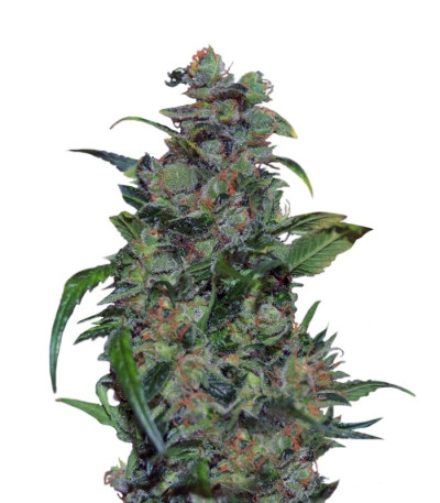Семена сорта Tank fem (VIP seeds)