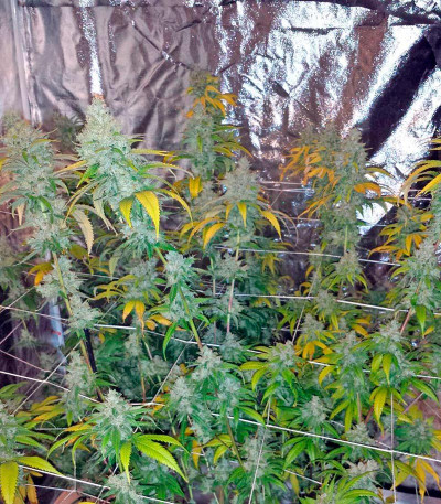 Сорт марихуаны Blue Kush