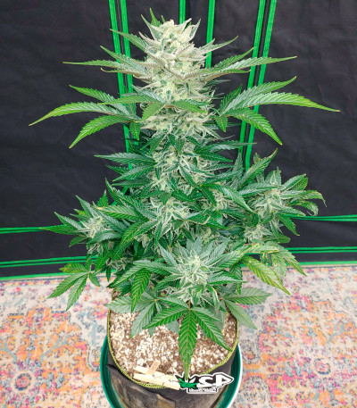Семена сорта Bruce Banner Auto fem