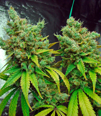 Семена сорта Lemon Garlic OG fem