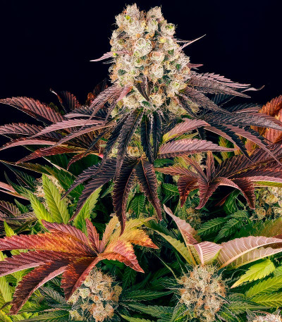 Семена сорта Purple Punch X Lemon Drizzle fem от Barney's Farm