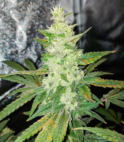 Семена сорта Monster Girl Scout Cookies fem (Monster Genetics)