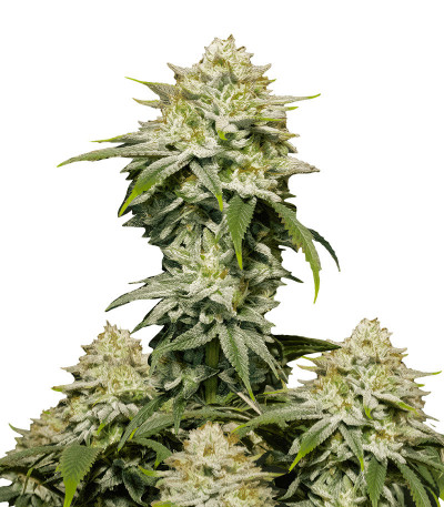 Семена сорта Gorilla Cookies FF fem (FastBuds)