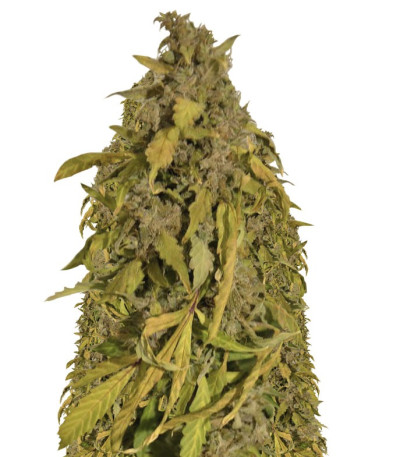 Семена сорта Auto Amnesia Gold fem (Pyramid Seeds)