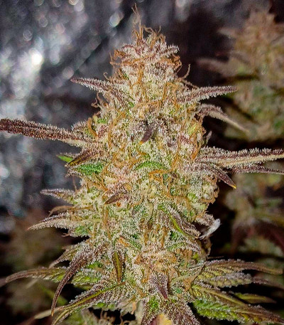 Семена сорта Gorilla Berry Auto fem