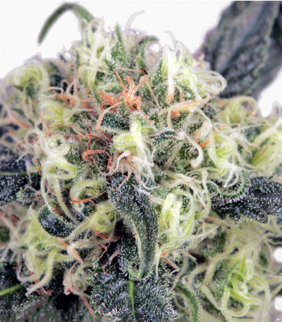 Семена конопли Snow Bud