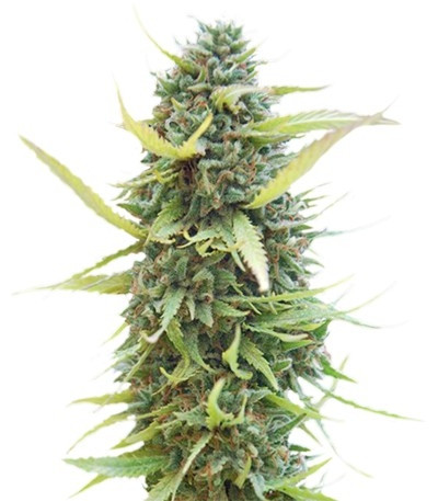 Семена сорта Colombian Gold fem (World of Seeds)