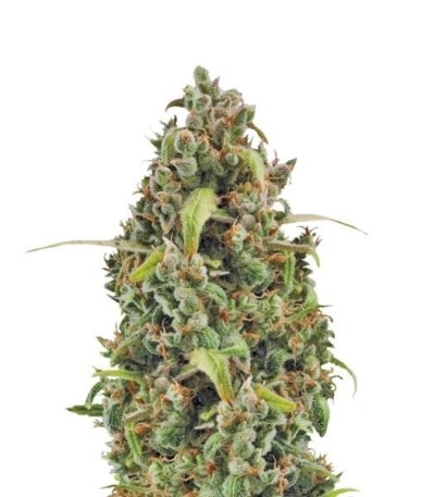 Семена сорта Diesel Automatic fem (Royal Queen Seeds)