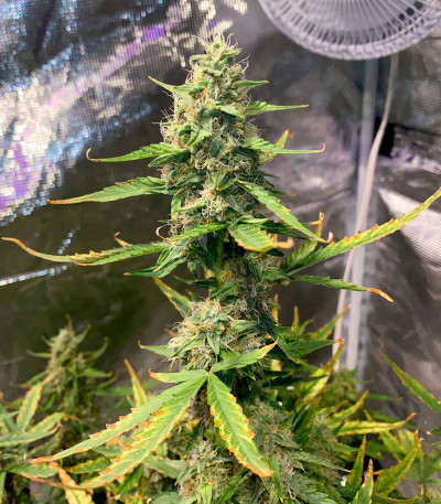 Семена сорта Afghan Kush Ryder Auto fem (World of Seeds)