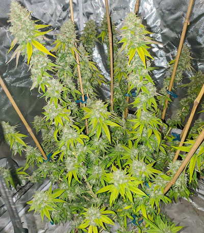 Семена сорта Sith OG fem (AlphaFem Seeds)