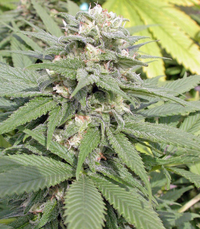 Семена сорта Warlock fem (Serious Seeds)
