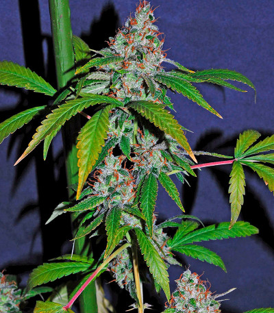 Семена сорта White Lemon fem (Strain Hunters)