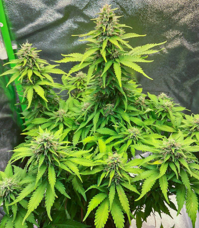 Семена сорта Gorilla Auto fem (Семяныч)