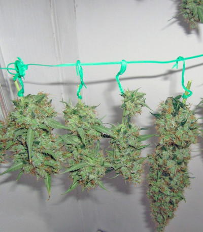 Семена сорта Jack Herer Auto fem (Green House Seeds)