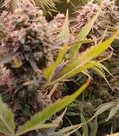 Семена сорта Lemon Mandarin fem (FastBuds)