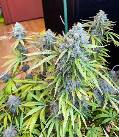 Семена сорта AK 47 Fast Version fem (Семяныч)