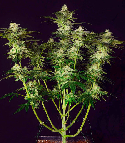 Семена сорта Apple Betty fem (Herbies Seeds)