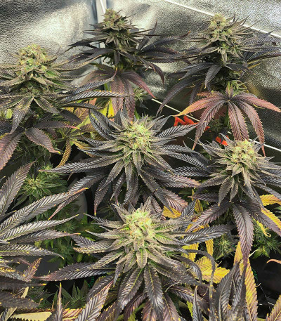 Семена сорта Dozywelly OG fem (AlphaFem Seeds)