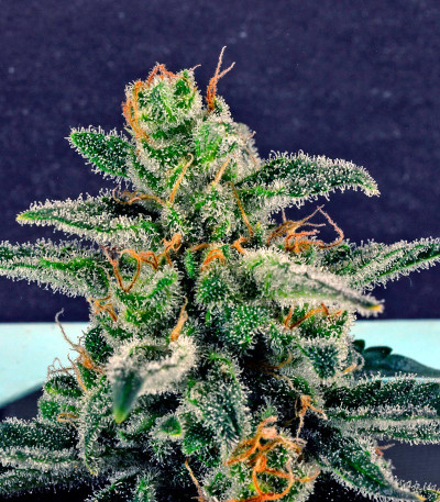 Семена сорта Far Out fem