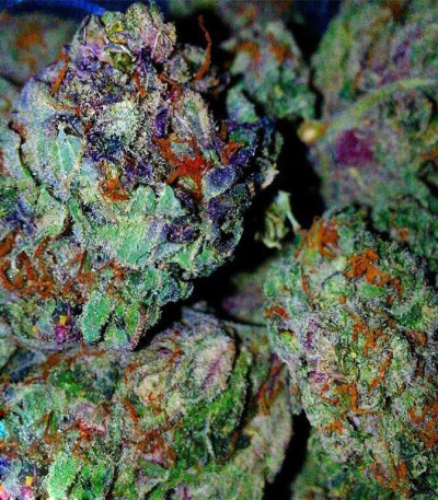 Семена сорта Grand Master Kush reg (Sumo Seeds)