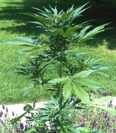 Семена сорта Royal Jack Automatic fem (Royal Queen Seeds)