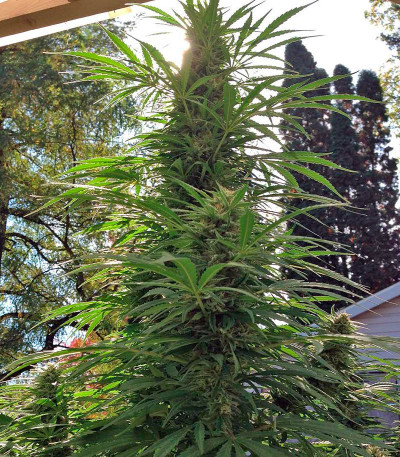 Семена сорта Strawberry Blue fem (World of Seeds)