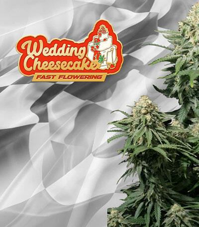 Семена сорта Wedding Cheesecake FF fem (FastBuds)