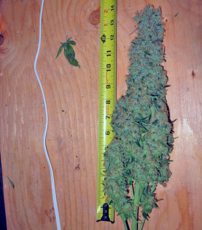 Семена сорта Alaskan Ice fem