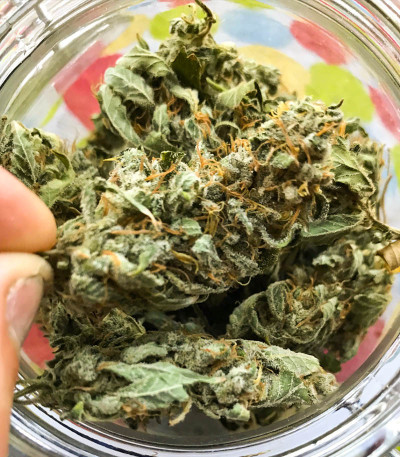 Семена сорта T-34 fem (Семяныч)