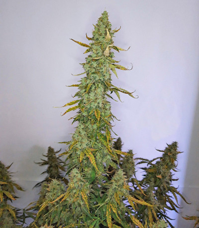 Семена сорта Auto Night Queen fem (Dutch Passion)