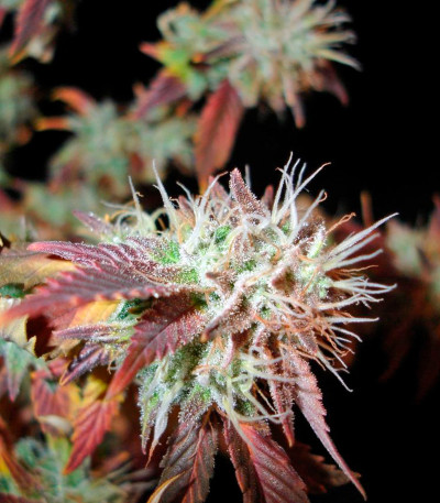 Семена сорта Bubba Kush 2.0 fem