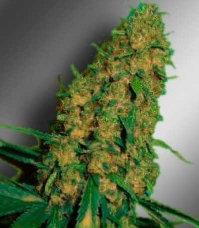 Семена сорта Love Peace fem (VIP Seeds)