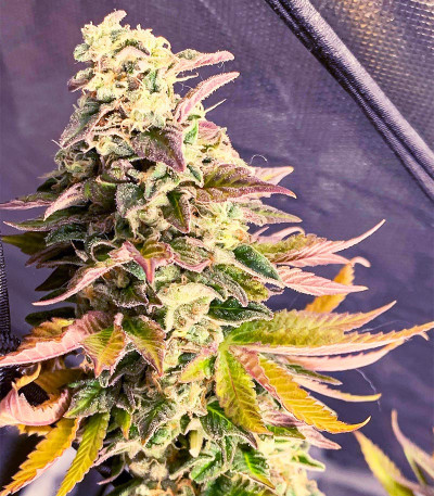 Семена сорта Chem Cookies fem (AlphaFem Seeds)