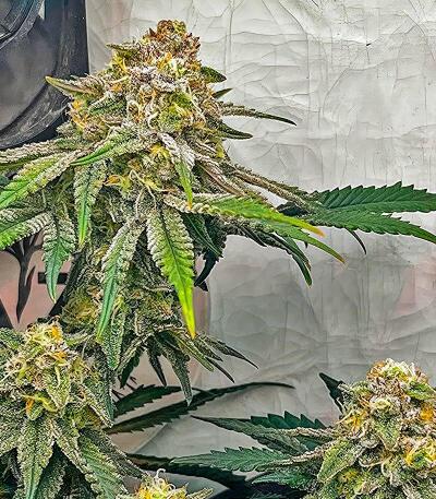 Семена сорта Jam fem (UKHTA)