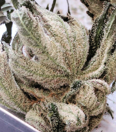 Семена сорта LA Ultra fem (Resin Seeds)