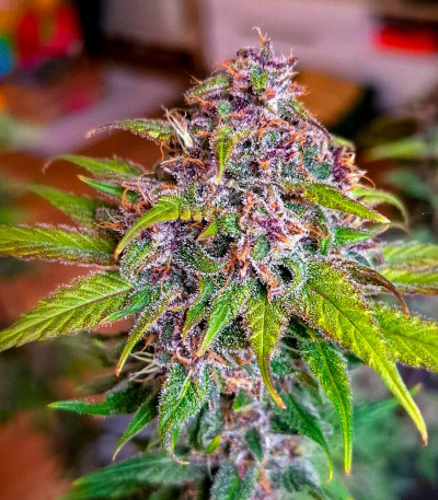 Семена сорта Purple Punch X Lemon Drizzle fem от Barney's Farm