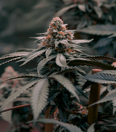 Семена сорта Zookies fem (7CH American)