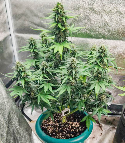 Семена сорта Gelato fem (Семяныч)