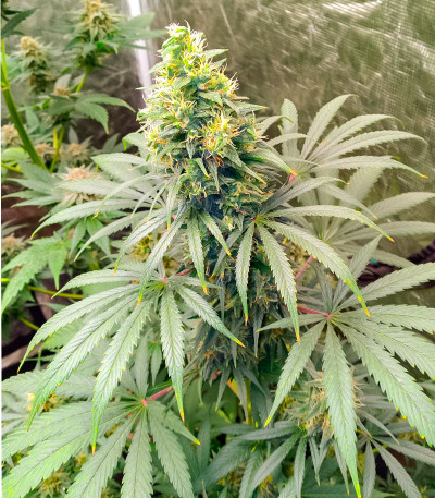 Семена конопли сорта Kush Mints Fast Version