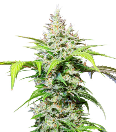 Семена сорта DC Cure 1:1 Auto CBD fem (Doctor’s Choice)