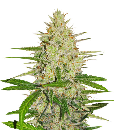 Семена сорта Runtz XL Auto (Sweet Seeds)