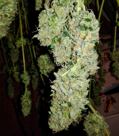 Семена сорта Easy Ryder Auto fem (Семяныч)